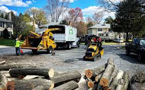 How Our Tree Care Process Works  in  West Glendive, MT