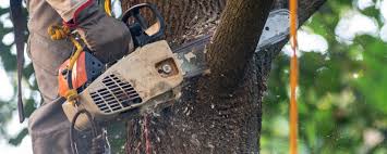 Best Root Management and Removal  in West Glendive, MT