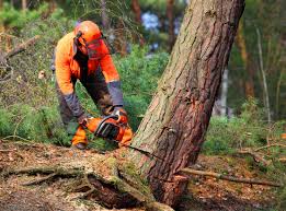 Best Seasonal Cleanup (Spring/Fall)  in West Glendive, MT