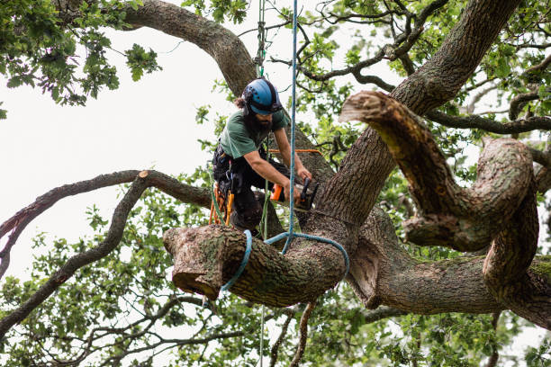 Best Tree and Shrub Care  in West Glendive, MT