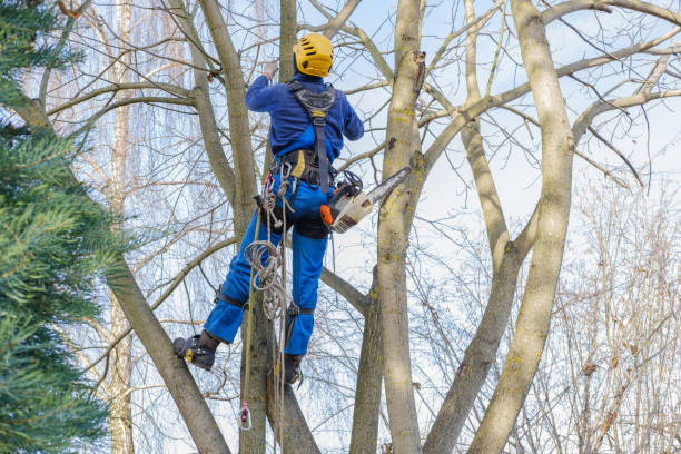 Best Hazardous Tree Removal  in West Glendive, MT
