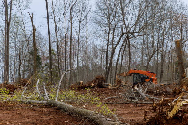 Best Tree Risk Assessment  in West Glendive, MT