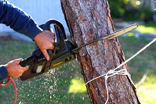 Best Tree Maintenance Programs  in West Glendive, MT