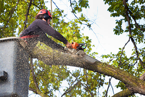 Best Fruit Tree Pruning  in West Glendive, MT
