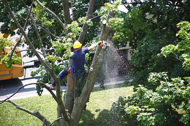 Best Lawn Watering Services  in West Glendive, MT