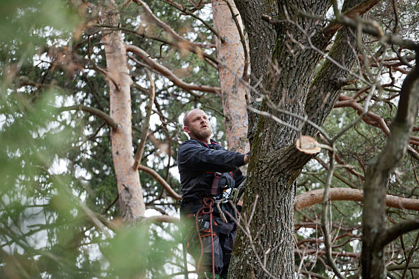 Best Tree Removal  in West Glendive, MT